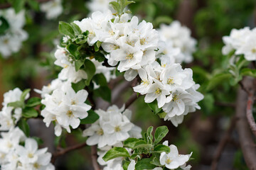 apple blossom in spring