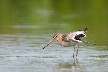 Black-tailed Godwit in the water