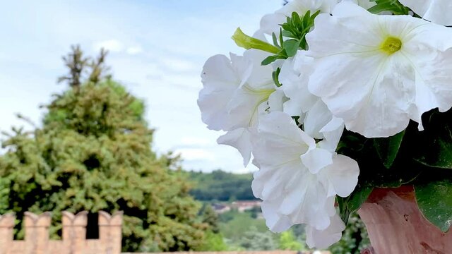 white petunia blowing in the wind near the walls of a castle