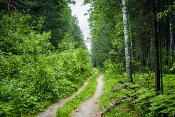 Fototapeta na wymiar Walkway Lane Path With Green Trees in Forest. Beautiful Alley In Park. Pathway Through Forest