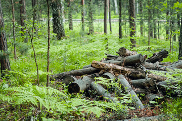 Deforestation, forest clearing, in leafless deciduous forest. Sawn tree trunks in the forest. Freshly cut trees. Pile of firewood. 