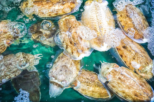 Cuttlefishes Imagens – Procure 200 fotos, vetores e vídeos | Adobe Stock