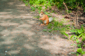 Hazelnut rodent squirrel in the  forest
