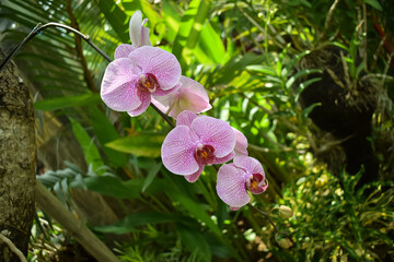 Orchid branch hanging from the tree. Orchids in nature.