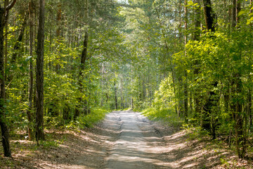 Fototapeta na wymiar Walkway Lane Path With Green Trees in Forest. Beautiful Alley In Park. Pathway Through Forest