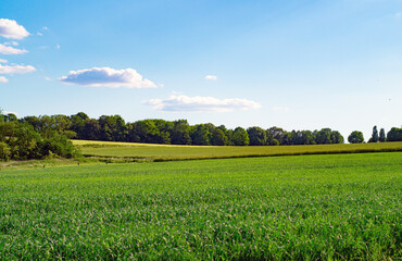 Agricultural landscape with blue sky