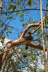 Turquoise-browed motmot bird, Ek Balam, Yucatan, Mexico