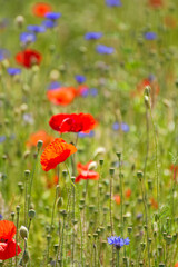 Wildblumenwiese mit Klatschmohn und Kornblumen