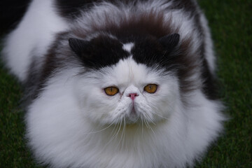 Persian Cat