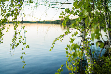 birch and lake