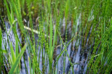 Swamp greenery