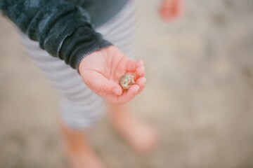 Sand Crab in Child's Hand