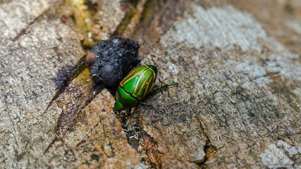 Dung Beatle