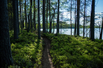 Obraz premium nature path