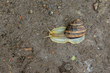 beautiful grape snail crawling on the ground along the leaf