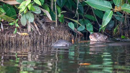 Amazon Giant River Otter
