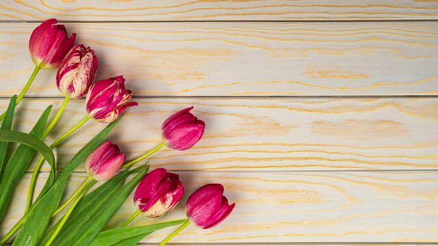 Beautiful bouquet of pink tulips blooming on wooden background on the right side. Timelapse. Top view. Copy space for text. Mother's day, Holiday, Love, birthday, Easter background design. 4K