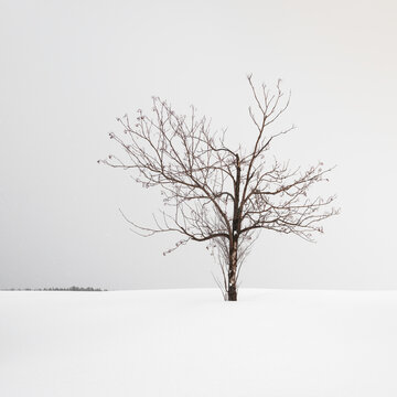 Lonely Tree In Snow