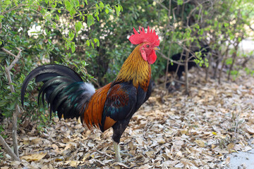 The fighting cock in garden nature farm at thailand