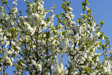 Apple blossoms bloom on a spring day