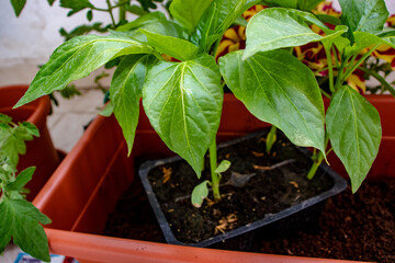 Vertical shot of a green plant in a plastic vase which has already borne fruit