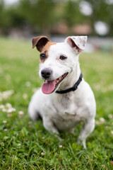 Jack Russell Terrier sentado en una pradera de césped