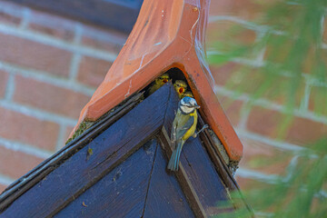 Close up low angle view of Blue Tit Feeding chicks in roof space of old architecture builing