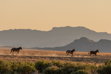 Wild Horses in Spring in the Utah Desert