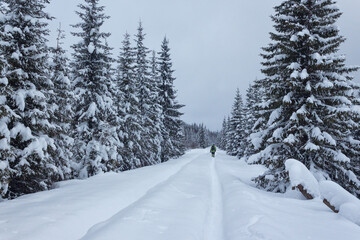snow covered trees in the forest