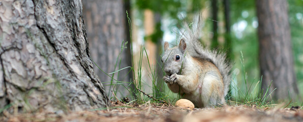 A squirrel is sitting in the forest eating a walnut. Wildlife. Summer
