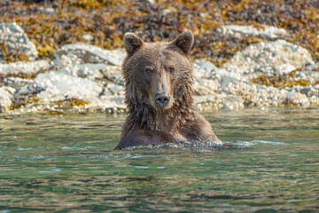 Grizzly Bathing
