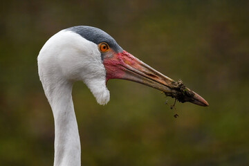 Wattled Crane - Bugeranus carunculatus, portrait of large crane from African savannas and swamps, Ethiopia.