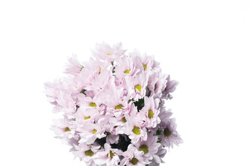 Chrysanthemum barolo purple, pink. Close up beautiful flower isolated on white studio background. Design elements for cutting. Blooming, spring, summertime, tender leaves and petals. Copyspace.