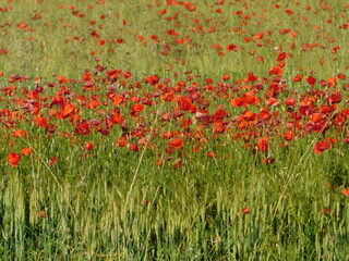 campo di papaveri in giugno