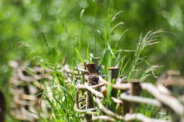 Fototapeta premium wicker hedge young spring grass, illuminated by the Sun