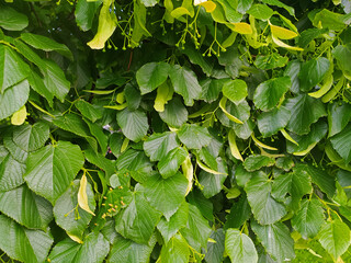 Fototapeta na wymiar green leaves background. linden leaves in spring