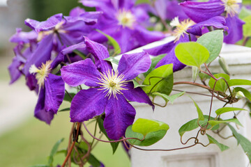 purple flowers 