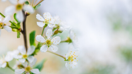 spring background white cherry blossoms. copy space