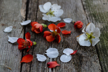 Flowers of red, white and blue lie on an old wooden surface.