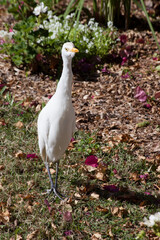 White Ibis in the sunshine