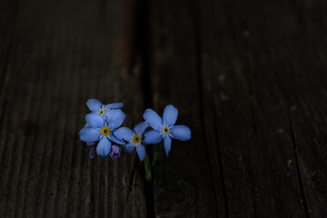 Flowers of red, white and blue lie on an old wooden surface.
