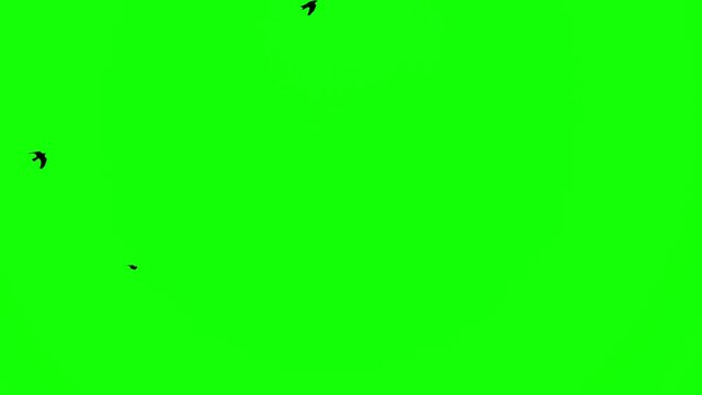 a flock of black crows flies fast on the green screen