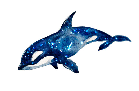 Watercolor cute dolphin with starry sky on the white background