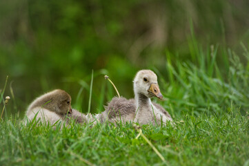 little goslings resting on the young green grass