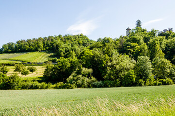 Arlesheim, Schloss Birseck, Birseck, Burg, Ruine, Eremitage, Dornach, Spazierweg, Wanderweg, Landwirtschaft, Obstbäume, Weinberge, Baselland, Sommer, Schweiz
