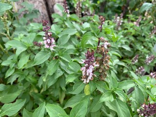 close up of fresh herbs.