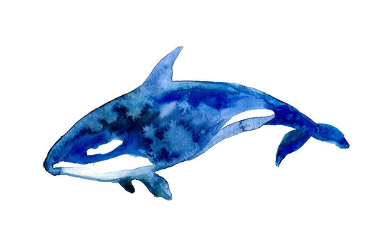 Watercolor dolphin isolated on the white background