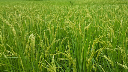 Green Rice Field