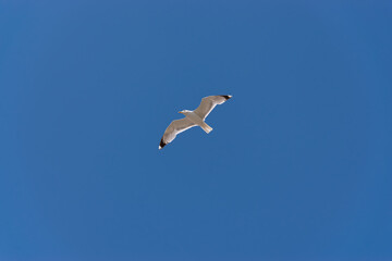 Fototapeta na wymiar One seagull flying on the blue sky