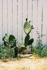 Cactus and weeds against white fence